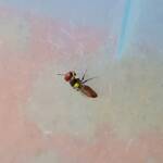 Masked Bee (Hylaeus ruficeps), Alice Springs, NT