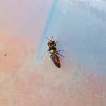Masked Bee (Hylaeus ruficeps), Alice Springs, NT