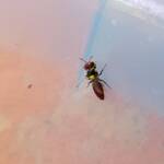 Masked Bee (Hylaeus ruficeps), Alice Springs, NT