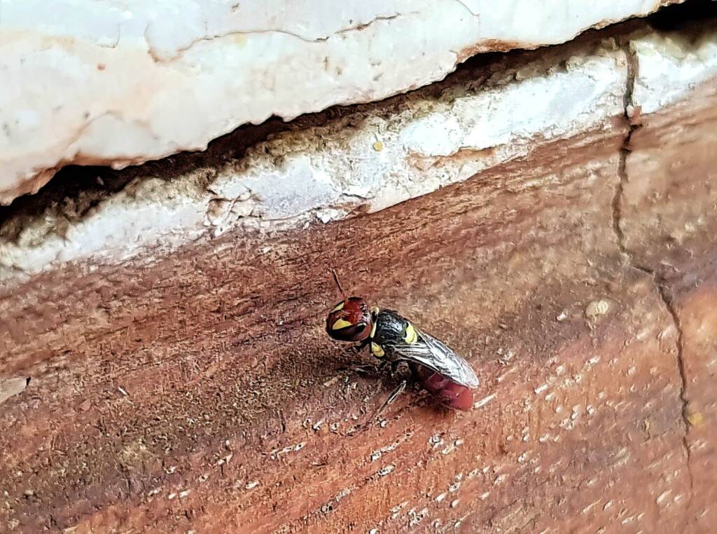 Masked Bee (Hylaeus ruficeps), Alice Springs, NT, Alice Springs, NT
