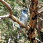 Masked Woodswallow (Artamus personatus), Alice Springs Desert Park
