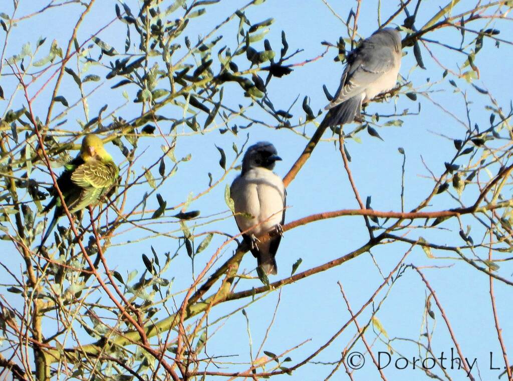 Masked Woodswallow and Budgerigar, Santa Teresa, NT