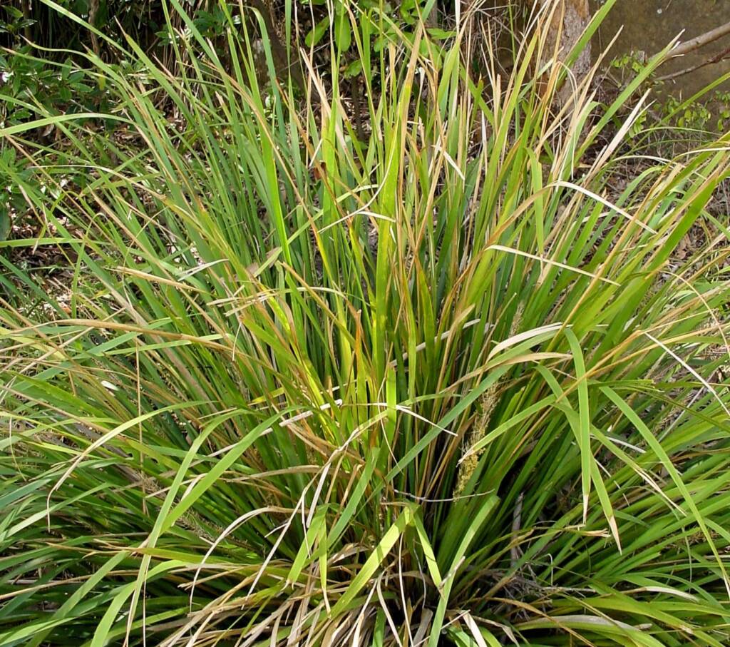 Mat Rush (Lomandra longifolia), Bundeena NSW