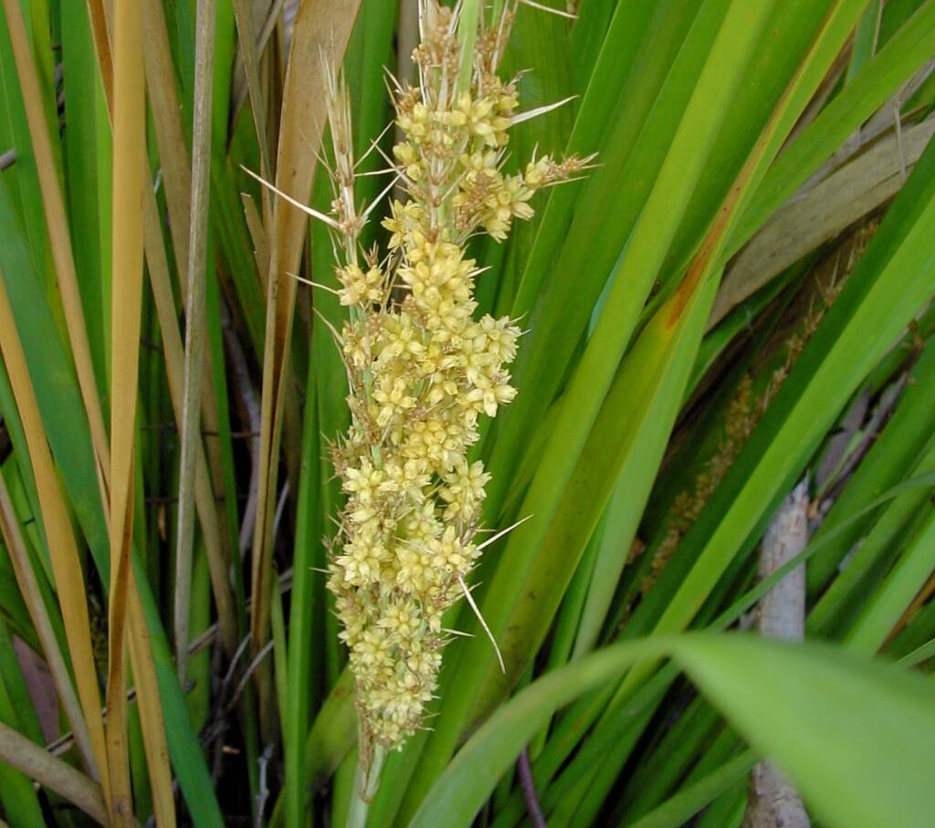 Mat Rush (Lomandra longifolia), Bundeena NSW