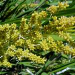 Matrush (Lomandra longifolia), Montague Island NSW