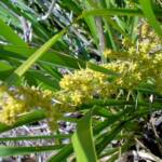 Matrush (Lomandra longifolia), Montague Island NSW