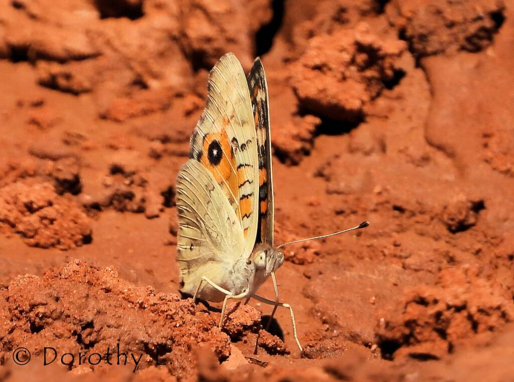 Meadow Argus Butterfly (Junonia villida)