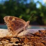 Meadow Argus Butterfly (Junonia villida)