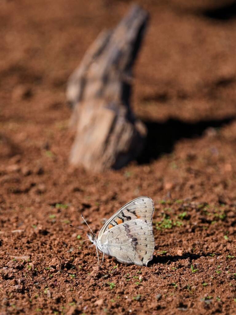 Meadow Argus Butterfly (Junonia villida), Kunoth Bore NT © Dorothy Latimer