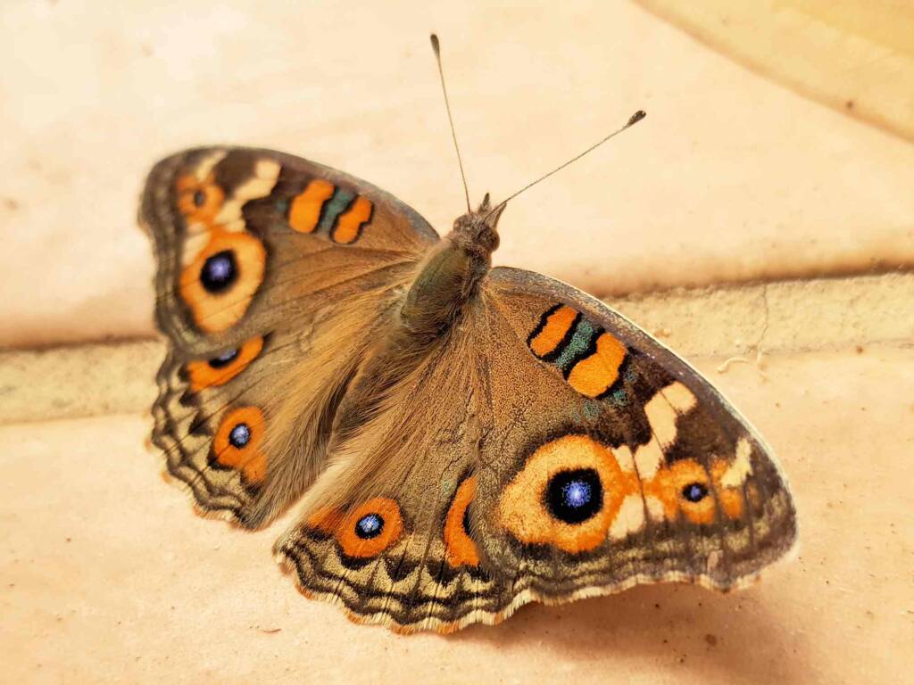 Meadow Argus Butterfly (Junonia villida calybe), Alice Springs NT