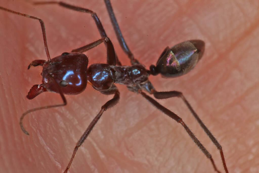 Meat Ant (Iridomyrmex purpureus), Ballandean QLD © Marc Newman