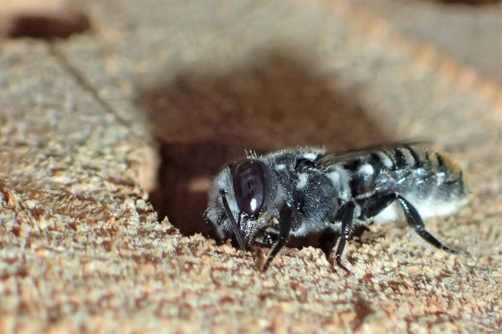 Megachile "asoc" bees © Gary Taylor