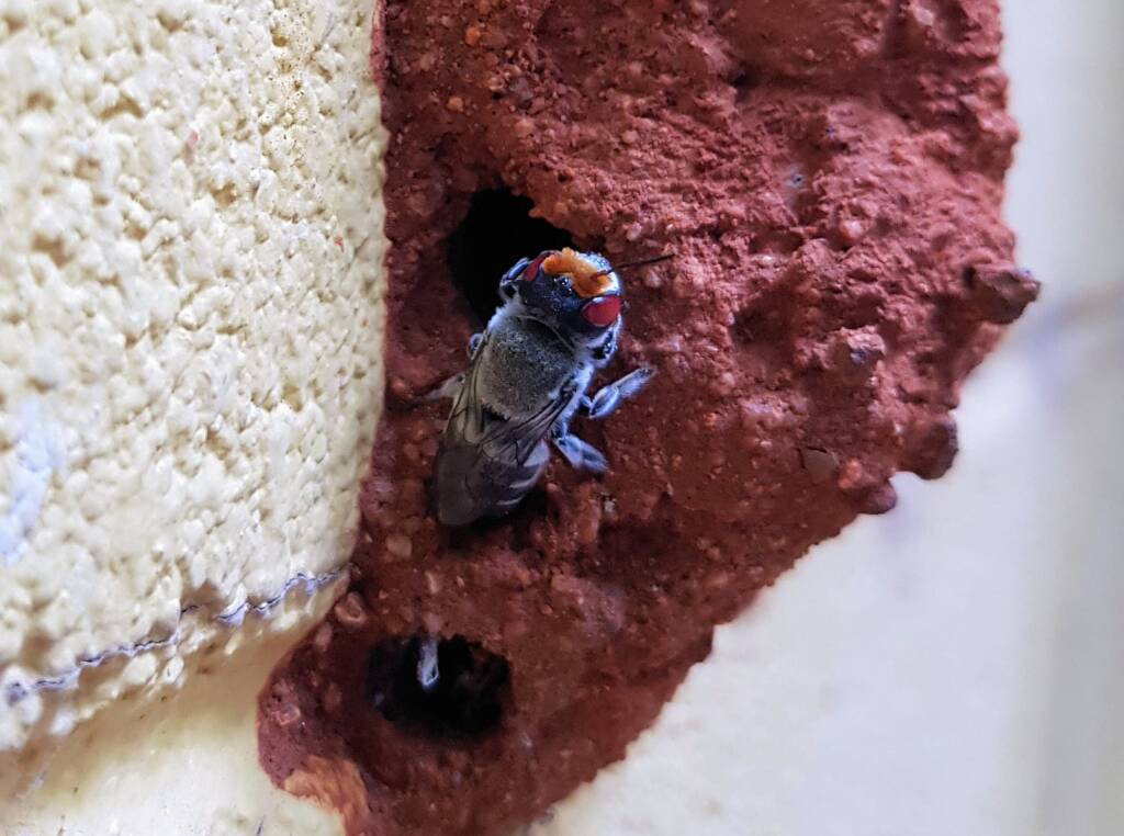 Female Megachile aurifrons