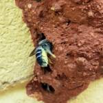 Megachile aurifrons, Alice Springs, NT