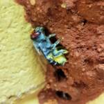 Megachile aurifrons, Alice Springs, NT