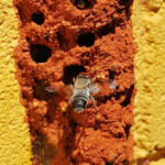 Megachile aurifrons, Alice Springs, NT