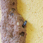 Megachile aurifrons, Alice Springs, NT