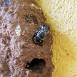 Megachile aurifrons, Alice Springs, NT