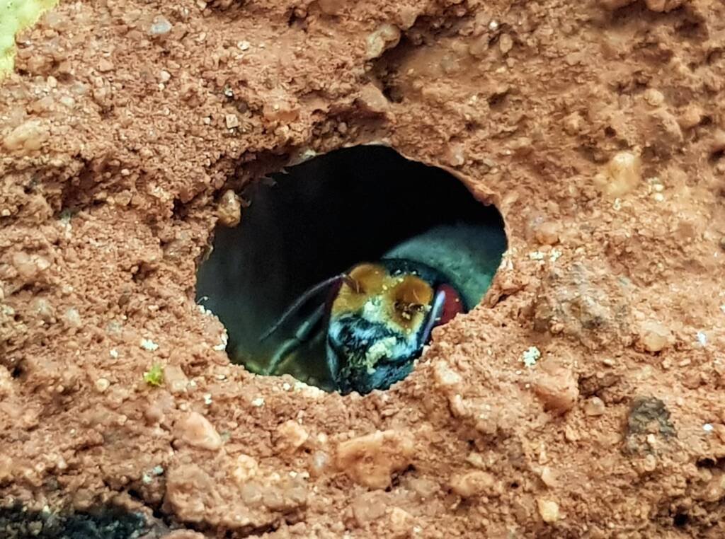 Golden-browed Resin Bee (Megachile aurifrons), Alice Springs, NT