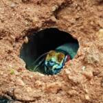 Golden-browed Resin Bee (Megachile aurifrons), Alice Springs, NT