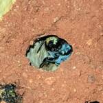 Golden-browed Resin Bee (Megachile aurifrons), Alice Springs, NT