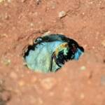 Golden-browed Resin Bee (Megachile aurifrons), Alice Springs, NT