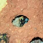 Golden-browed Resin Bee (Megachile aurifrons), Alice Springs, NT