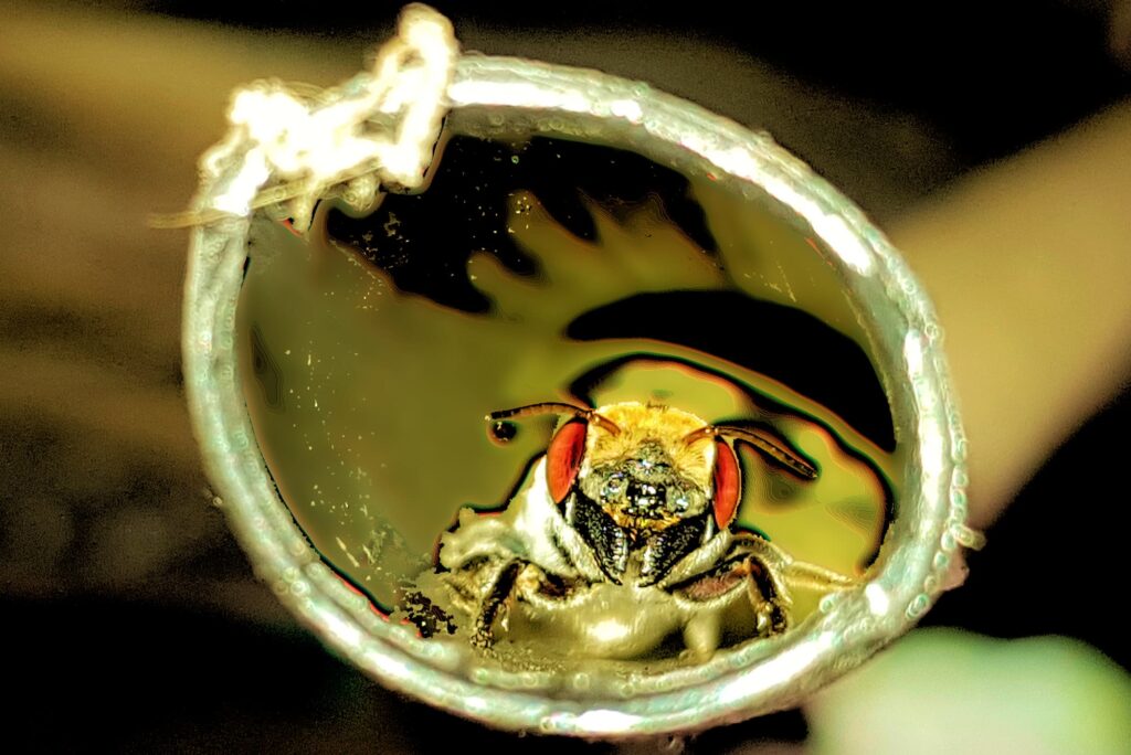 Megachile aurifrons (Golden-browed Resin Bee)