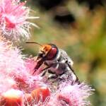 Megachile aurifrons, Midwest WA © Gary Taylor