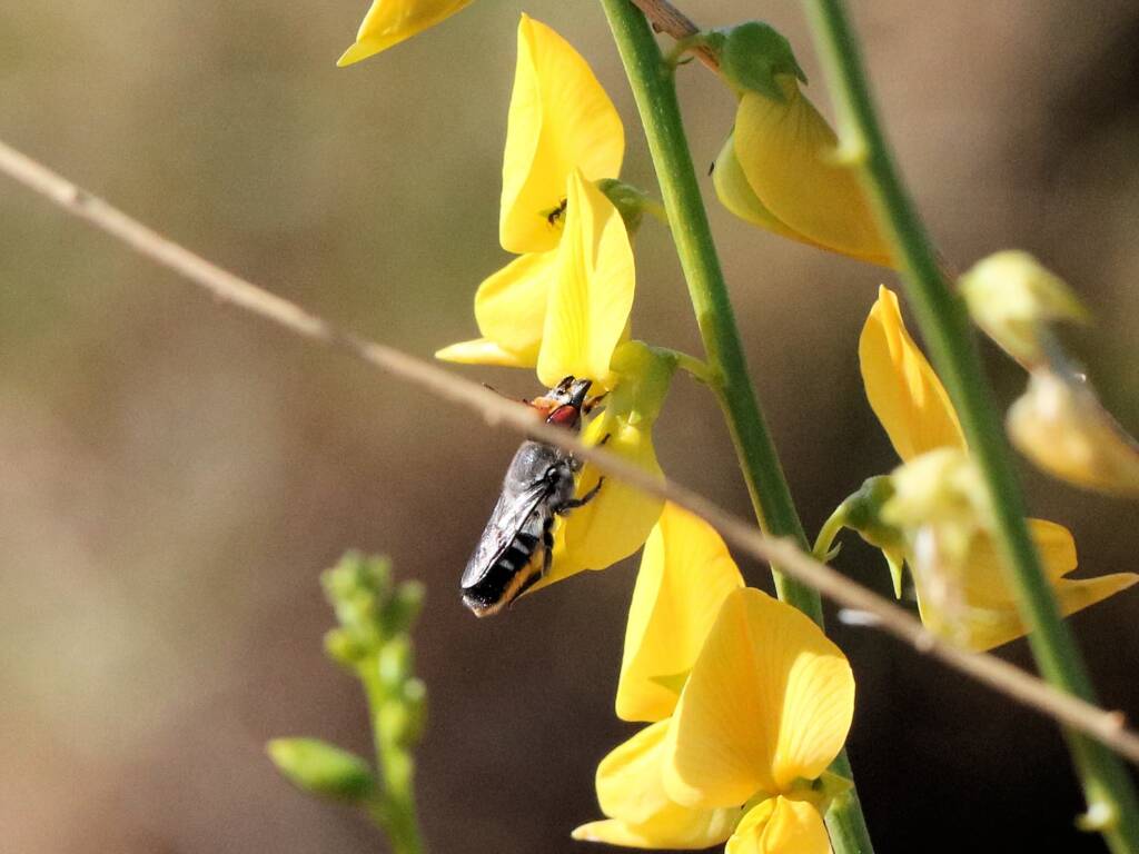 Megachile aurifrons (Golden-browed Resin Bee), Maryvale Road, Central Australia NT