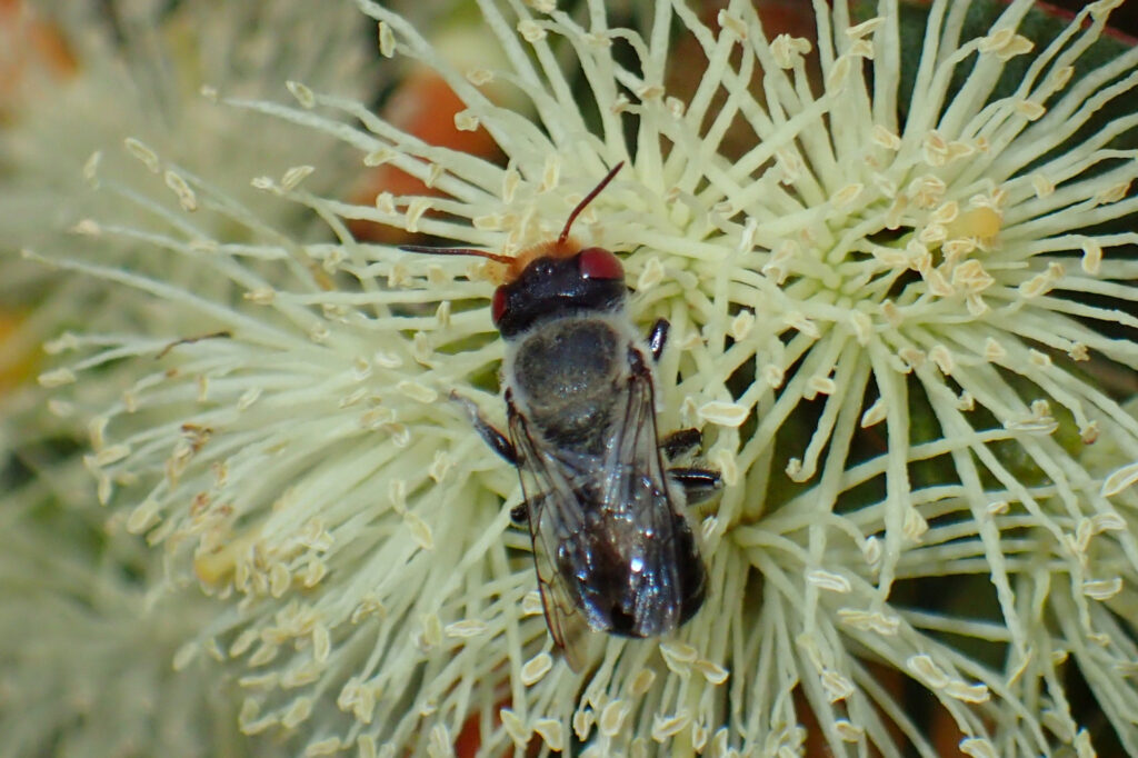 Megachile aurifrons (The curse of aurifrons) © Gary Taylor