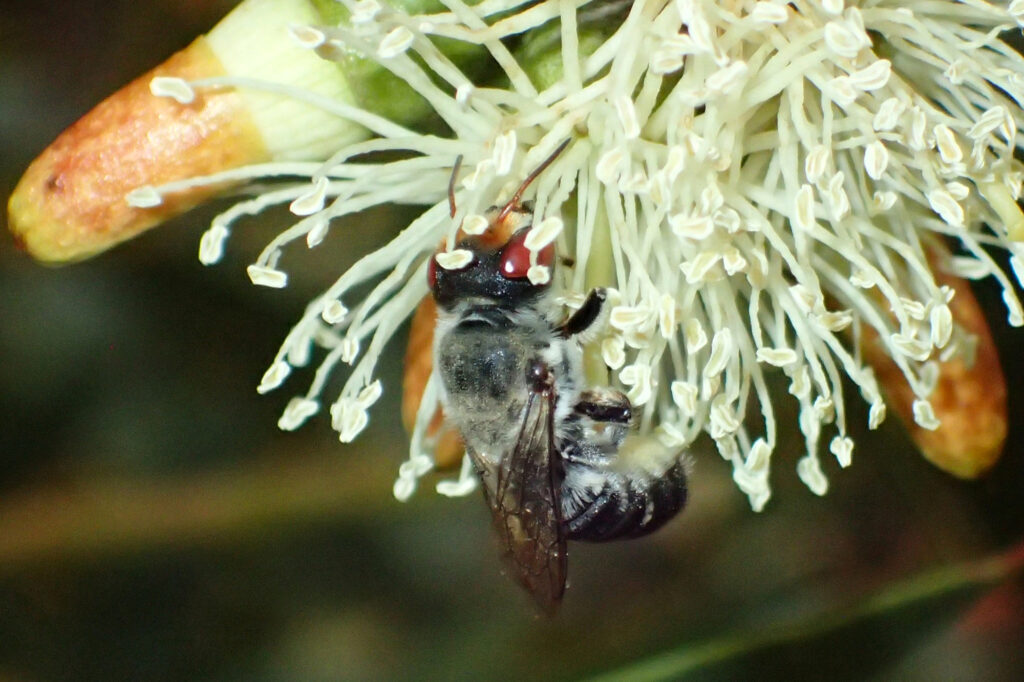 Megachile aurifrons (The curse of aurifrons) © Gary Taylor