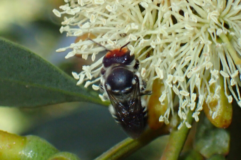 Megachile aurifrons (The curse of aurifrons) © Gary Taylor
