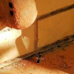 Golden-browed Resin Bee (Megachile aurifrons), Alice Springs, NT