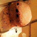 Golden-browed Resin Bee (Megachile aurifrons), Alice Springs, NT