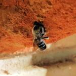 Golden-browed Resin Bee (Megachile aurifrons), Alice Springs, NT