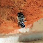 Golden-browed Resin Bee (Megachile aurifrons), Alice Springs, NT