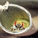 Golden-browed Resin Bee (Megachile aurifrons), Alice Springs, NT