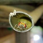 Golden-browed Resin Bee (Megachile aurifrons), Alice Springs, NT