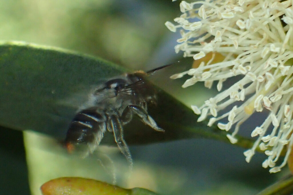 Megachile aurifrons ghost (The curse of aurifrons) © Gary Taylor