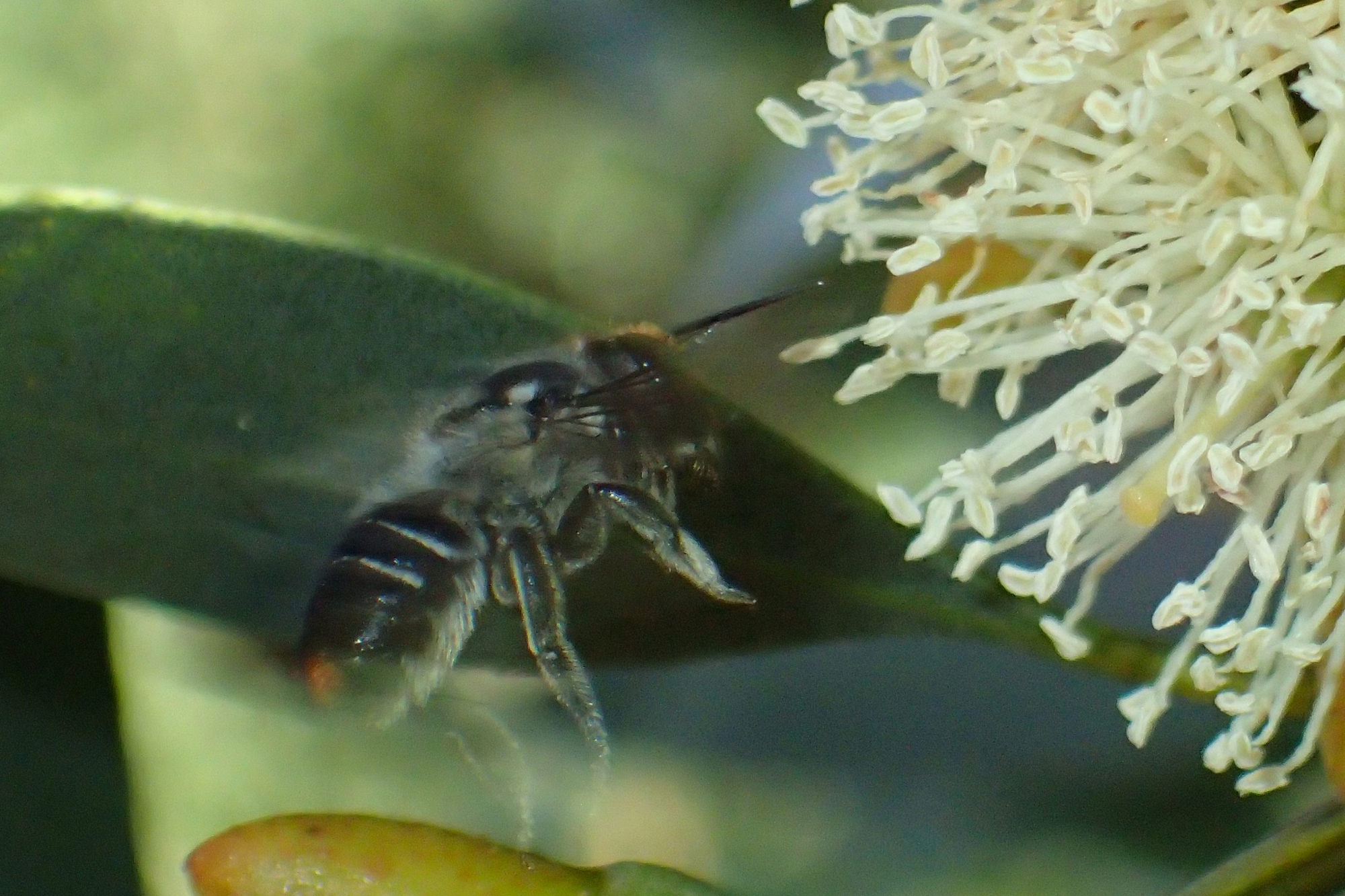 Megachile aurifrons ghost (The curse of aurifrons) © Gary Taylor