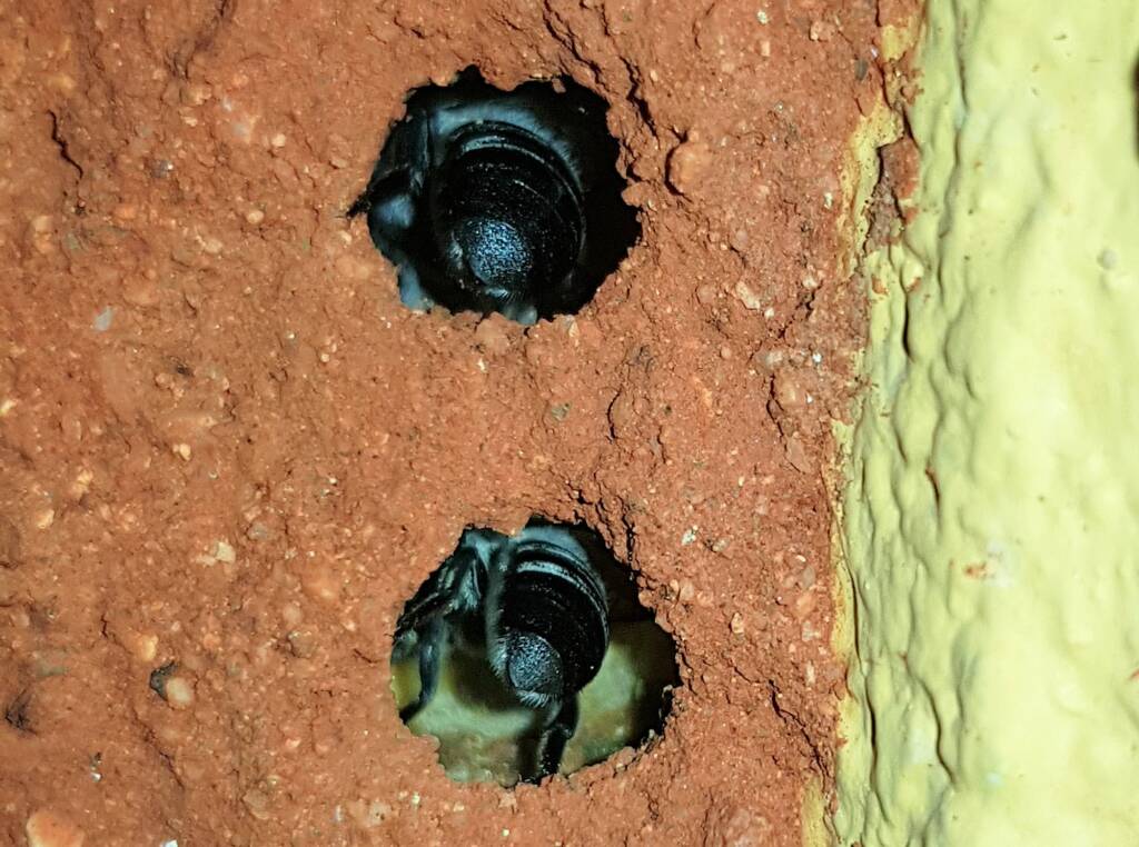 Golden-browed Resin Bees (Megachile aurifrons) preparing the nesting hole, Alice Springs, NT