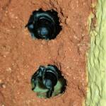 Golden-browed Resin Bees (Megachile aurifrons) preparing the nesting hole, Alice Springs, NT
