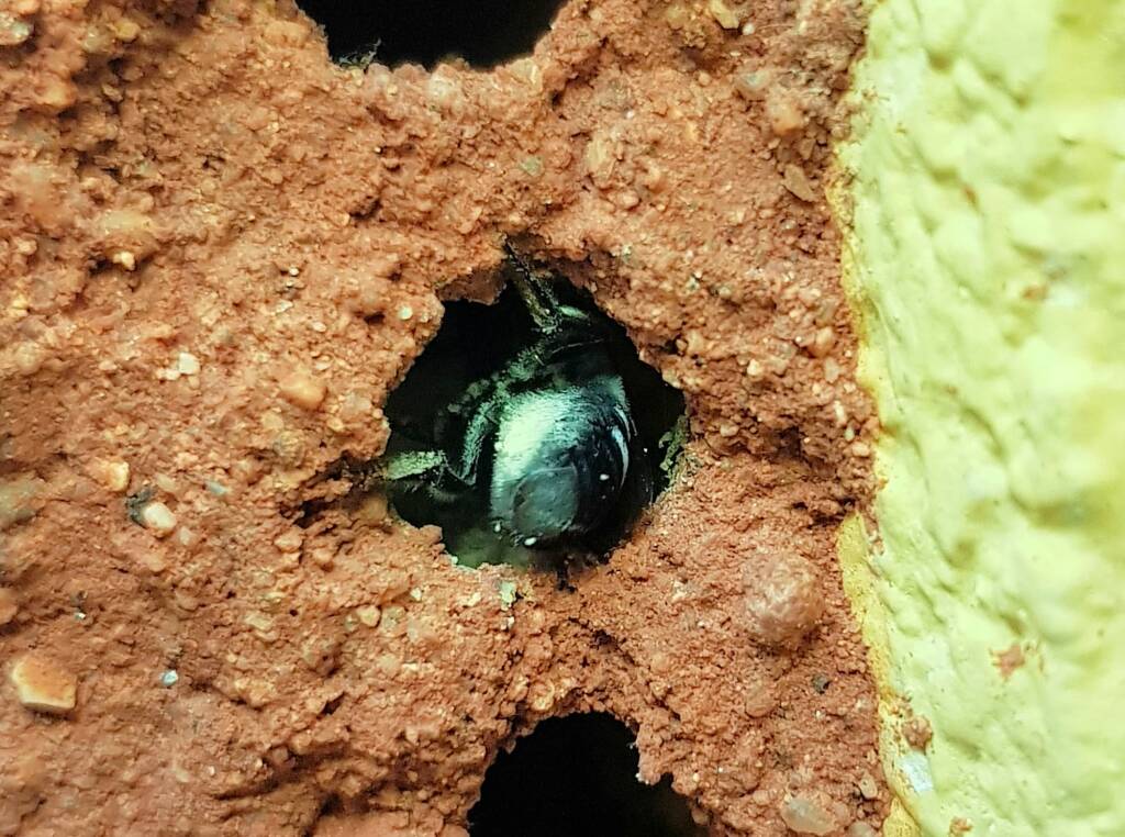 Golden-browed Resin Bee (Megachile aurifrons) preparing the nesting hole, Alice Springs, NT