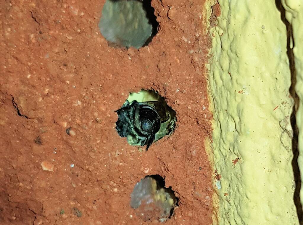 Golden-browed Resin Bee (Megachile aurifrons) preparing the nesting hole, Alice Springs, NT