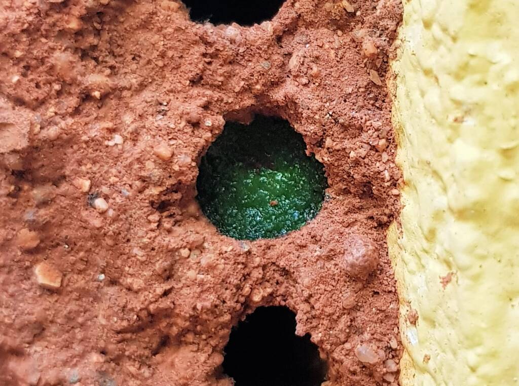 Freshly resin capped nesting hole of the Golden-browed Resin Bee (Megachile aurifrons), Alice Springs, NT