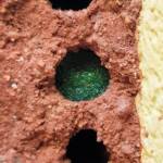Freshly resin capped nesting hole of the Golden-browed Resin Bee (Megachile aurifrons), Alice Springs, NT