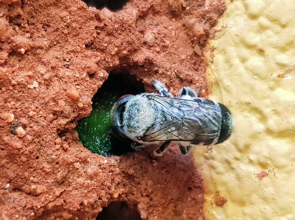 Golden-browed Resin Bee (Megachile aurifrons) sealing the nest with resin, Alice Springs, NT