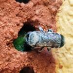Golden-browed Resin Bee (Megachile aurifrons) sealing the nest with resin, Alice Springs, NT