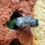 Golden-browed Resin Bee (Megachile aurifrons) sealing the nest with resin, Alice Springs, NT